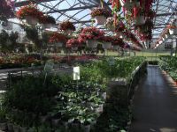 greenhouse 2012 014